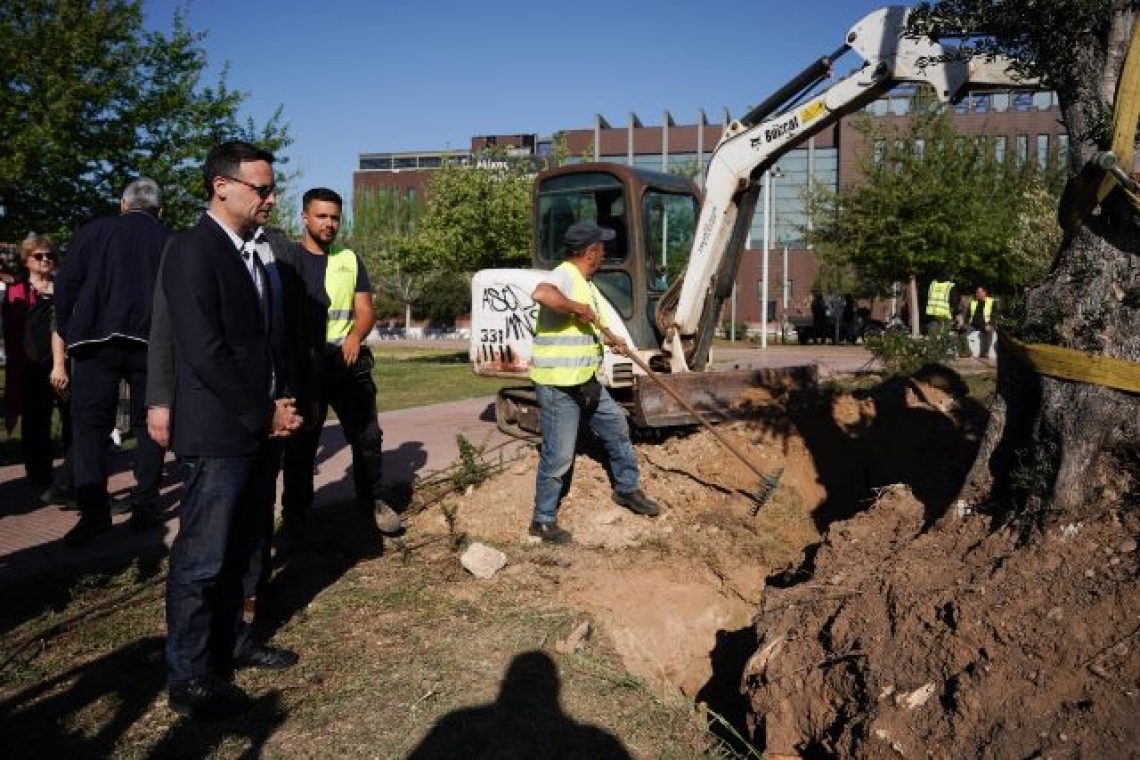 Μεταφύτευση δύο υπεραιωνόβιων ελιών στο πάρκο «Μίκης Θεοδωράκης»