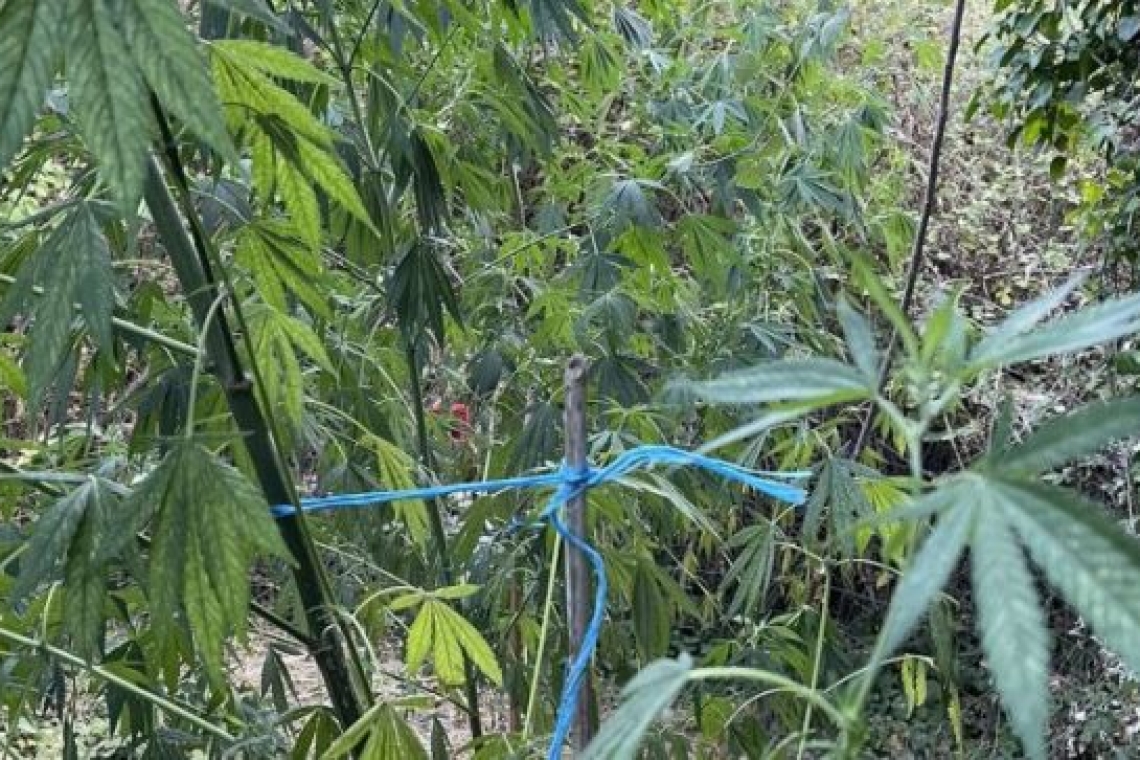 Εντοπίστηκε φυτεία κάνναβης στο Ρέθυμνο