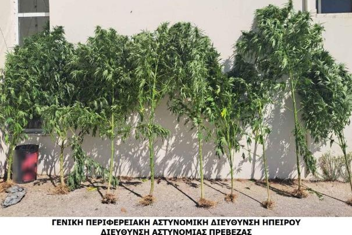 Συνελήφθη ημεδαπός για καλλιέργεια και κατοχή ναρκωτικών σε περιοχή της Πρέβεζας